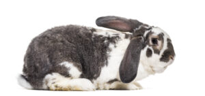 french-lop