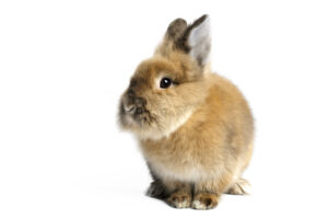 lionhead-rabbit