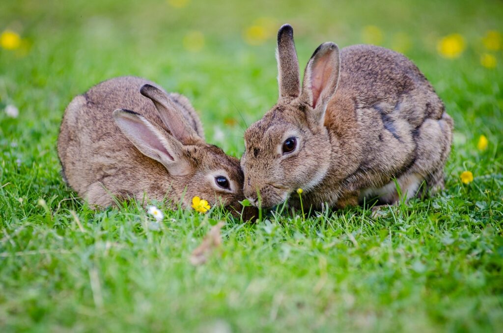 what do domestic rabbits eat