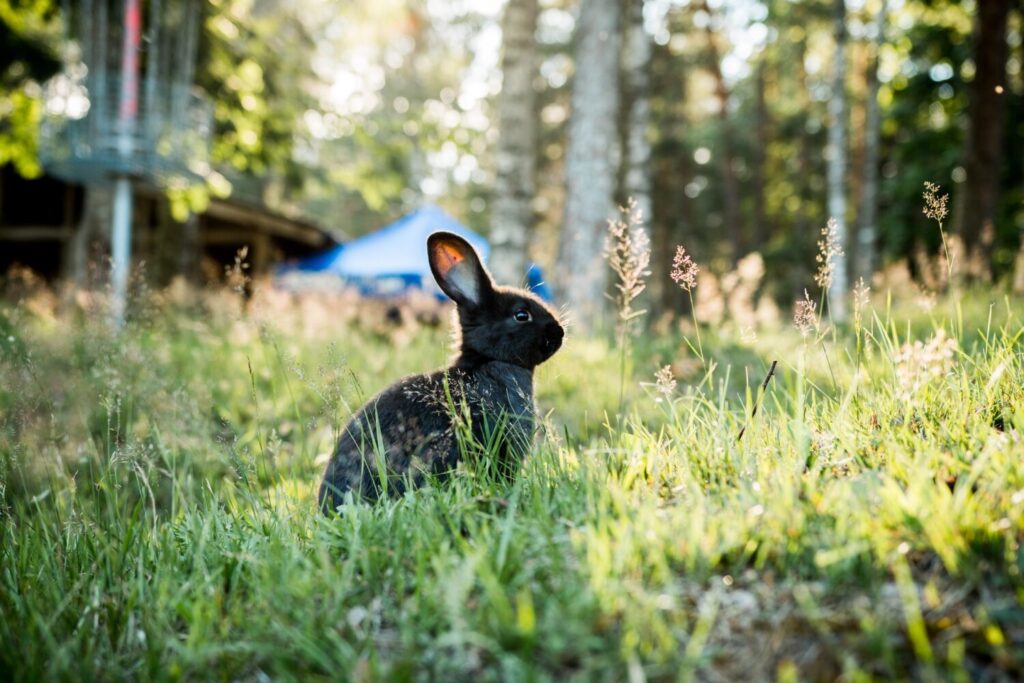 natural rabbit toys