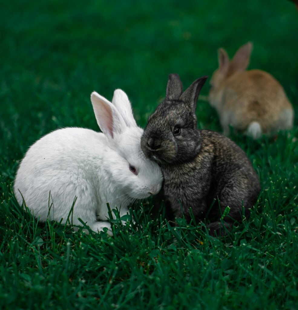 when do rabbits sleep