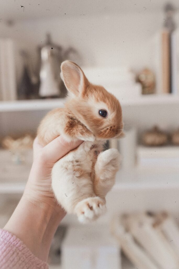 why is my rabbit trembling