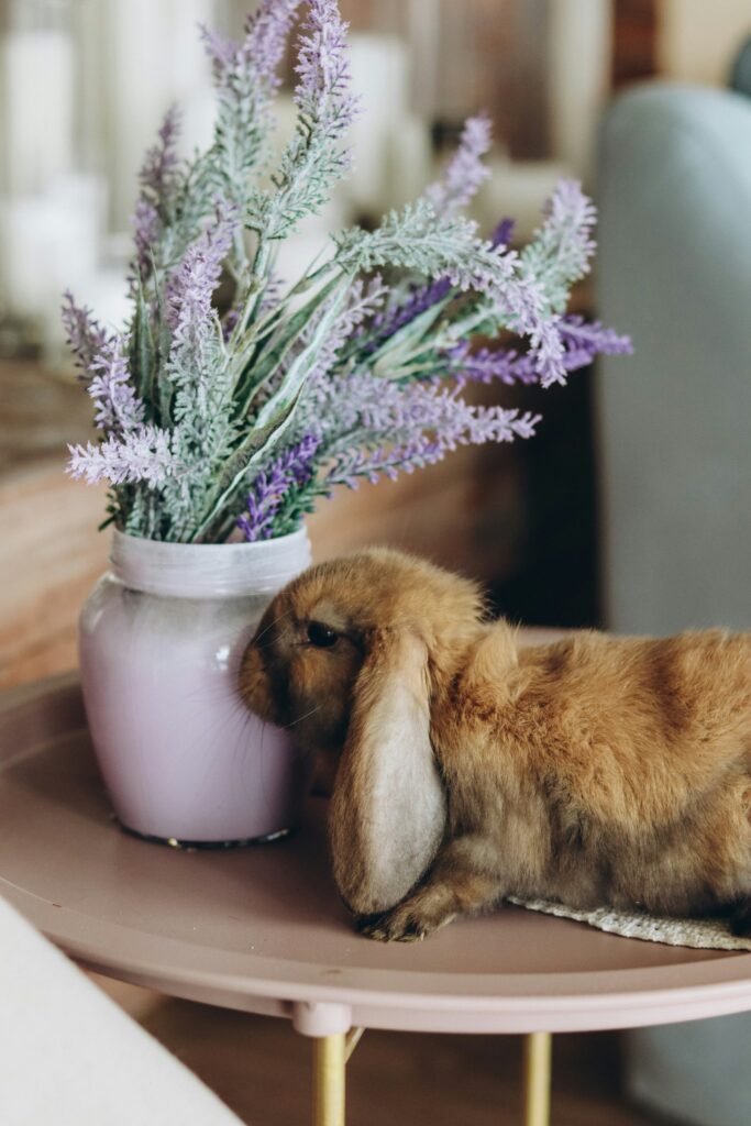 do-rabbits-smell-lavendar